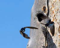 Tree Swallow