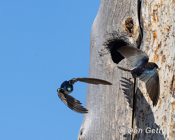 Tree Swallow
