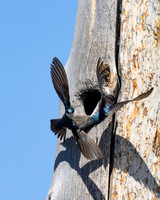Tree Swallow
