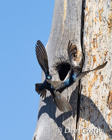 Tree Swallow