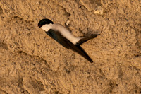 Tree Swallow