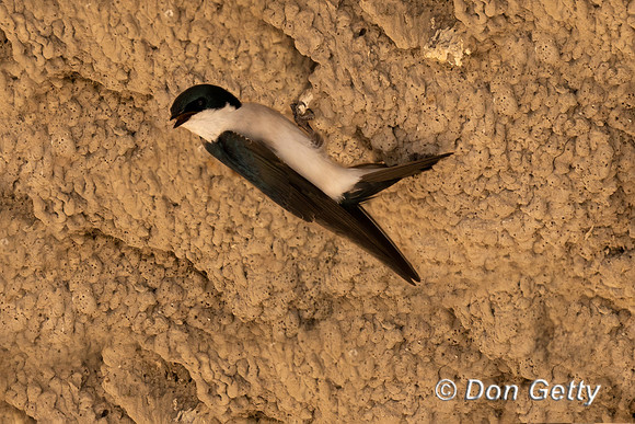 Tree Swallow
