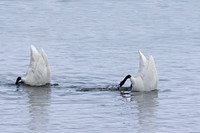 Trumpeter Swans