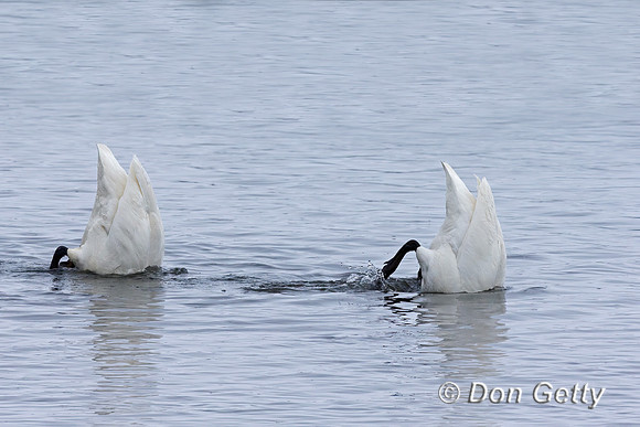 Trumpeter Swans