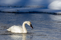 Trumpeter Swan
