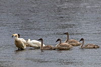 Trumpeter Swan