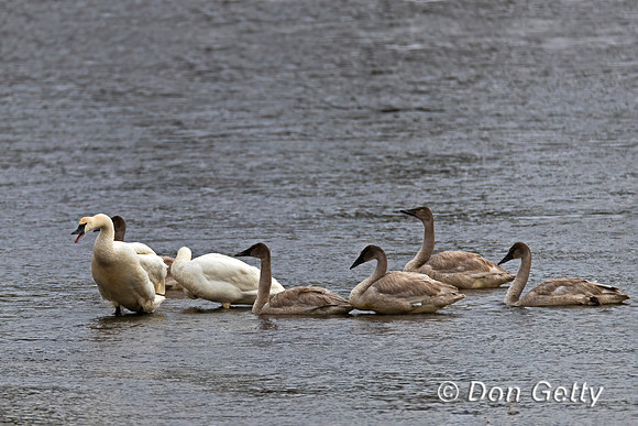Trumpeter Swan