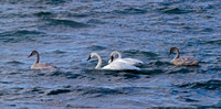 Trumpeter Swan