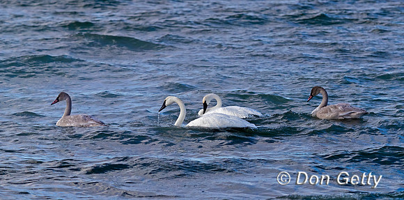 Trumpeter Swan