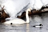 Trumpeter Swan