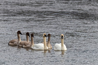 Trumpeter Swan