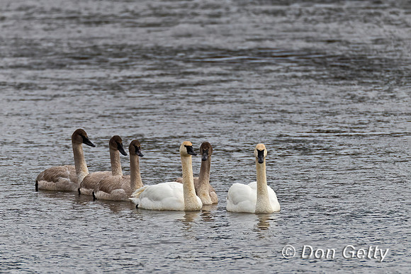 Trumpeter Swan