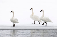 Trumpeter Swan