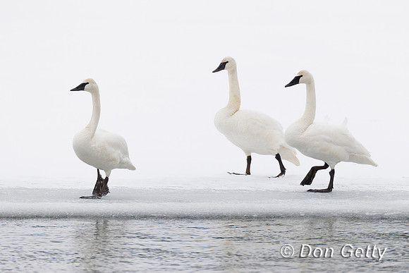 Trumpeter Swan