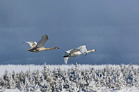 Trumpeter Swan
