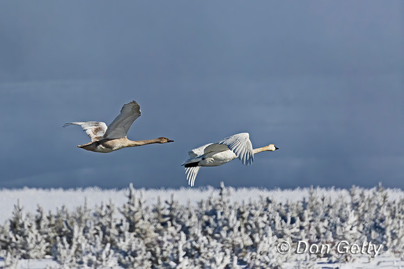 Trumpeter Swan