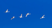 Trumpeter Swan