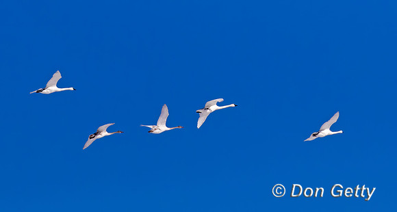 Trumpeter Swan