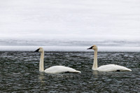 Trumpeter Swan