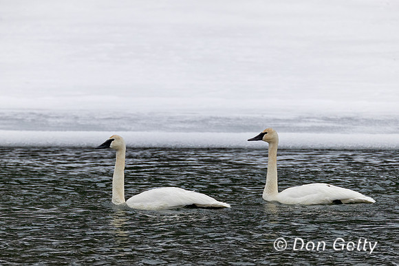 Trumpeter Swan