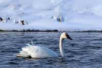 Trumpeter Swan