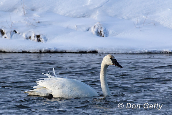Trumpeter Swan