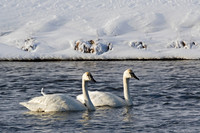 Trumpeter Swan