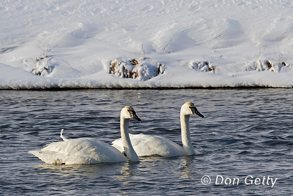 Trumpeter Swan