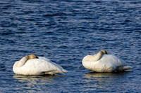 Trumpeter Swan