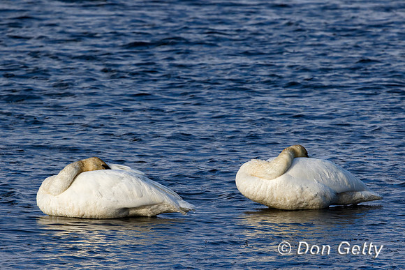 Trumpeter Swan