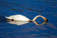 Trumpeter Swan