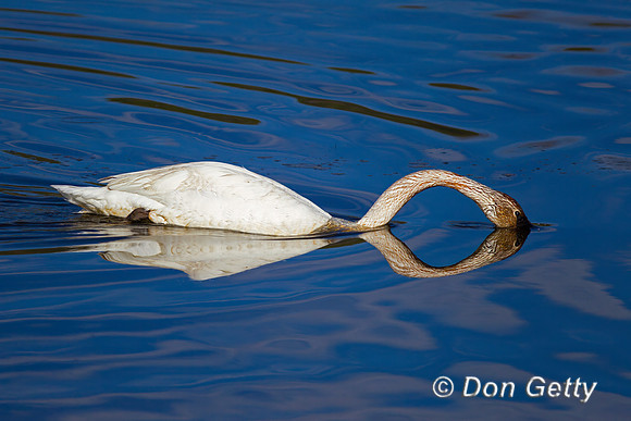 Trumpeter Swan