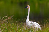 Trumpeter Swan