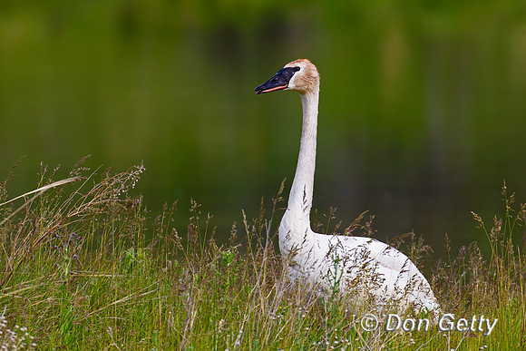 Trumpeter Swan