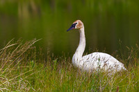 Trumpeter Swan
