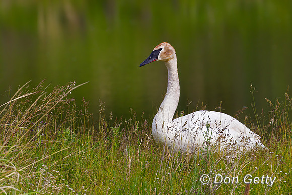 Trumpeter Swan
