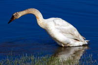 Trumpeter Swan