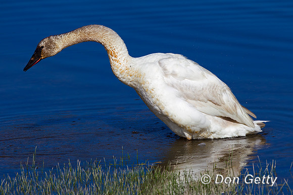 Trumpeter Swan