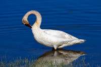 Trumpeter Swan