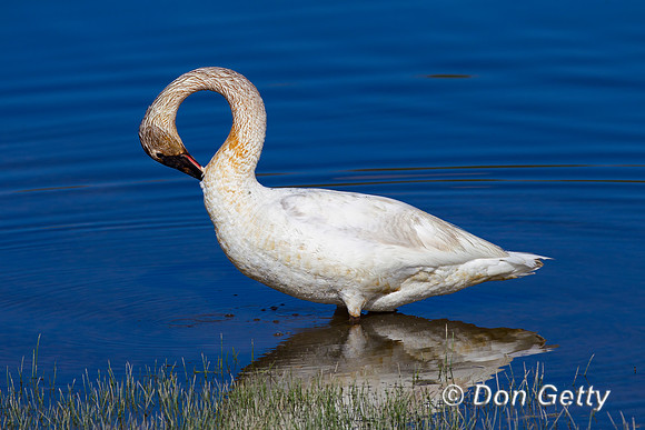 Trumpeter Swan