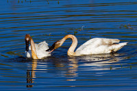 Trumpeter Swan