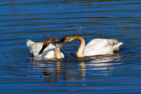 Trumpeter Swan