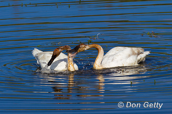 Trumpeter Swan