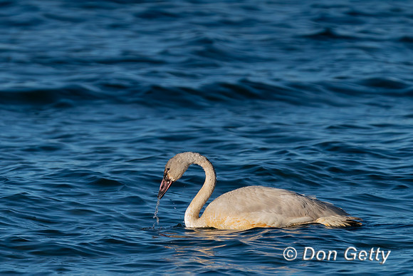 Tundra Swan