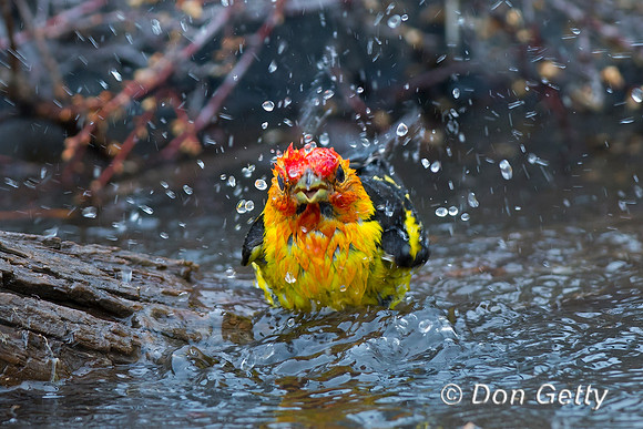 Western Tanager