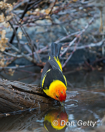 Western Tanager