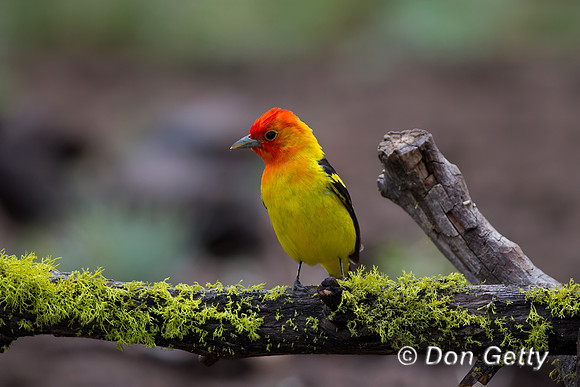 Western Tanager