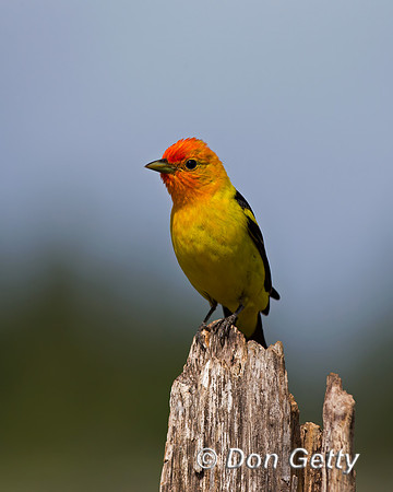 Western Tanager