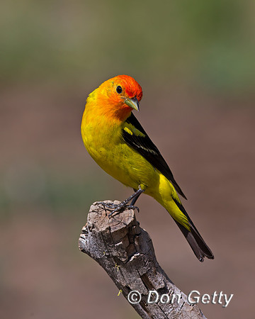 Western Tanager
