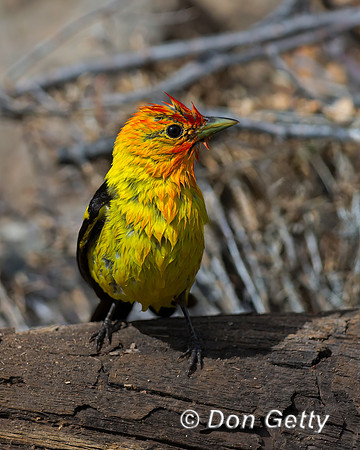 Western Tanager